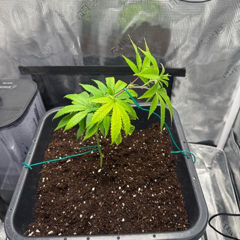 Vanilla Frosting #3 growlog timeline photo