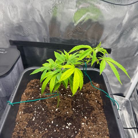 Vanilla Frosting #3 growlog timeline photo