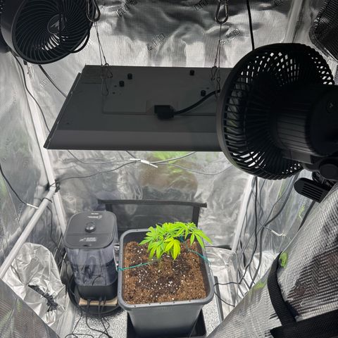 Vanilla Frosting #3 growlog timeline photo