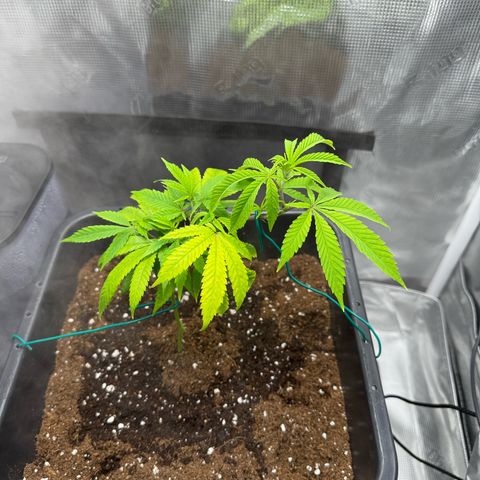 Vanilla Frosting #3 growlog timeline photo