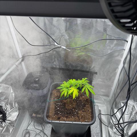 Vanilla Frosting #3 growlog timeline photo