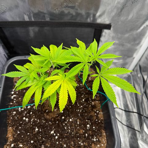 Vanilla Frosting #3 growlog timeline photo