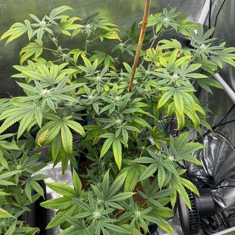 Chemdawg#1 growlog timeline photo
