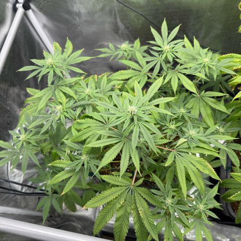Chemdawg#2 growlog timeline photo