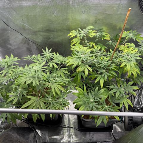 Chemdawg#2 growlog timeline photo