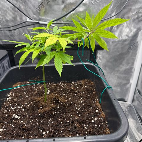 Vanilla Frosting #3 growlog timeline photo
