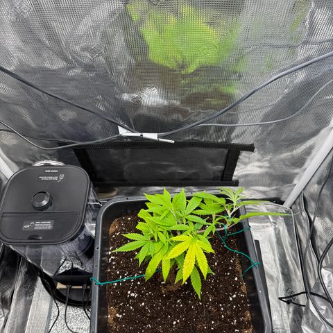 Vanilla Frosting #3 growlog timeline photo