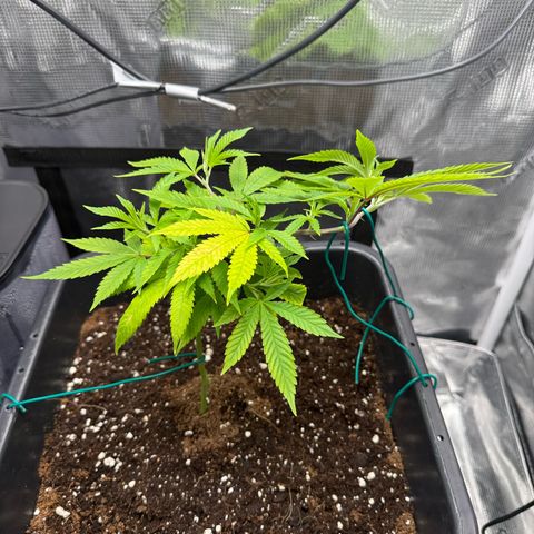 Vanilla Frosting #3 growlog timeline photo
