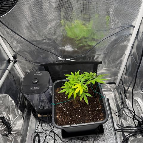 Vanilla Frosting #3 growlog timeline photo