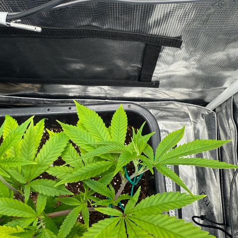 Vanilla Frosting #3 growlog timeline photo