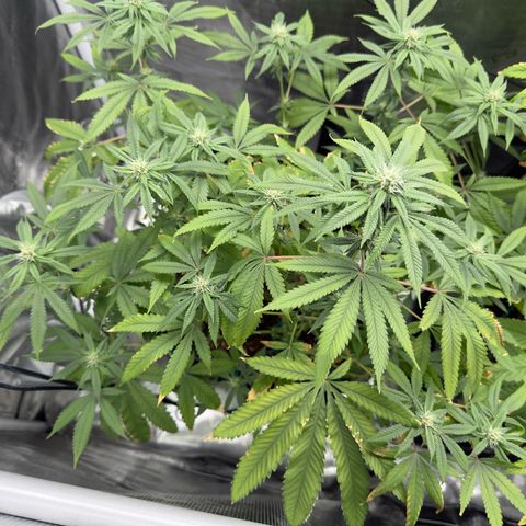 Chemdawg#2 growlog timeline photo