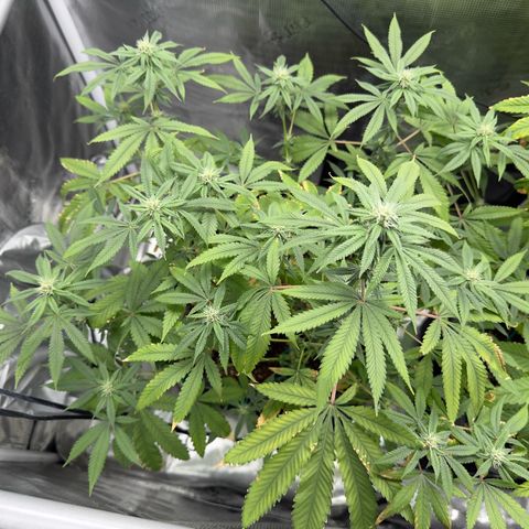Chemdawg#2 growlog timeline photo