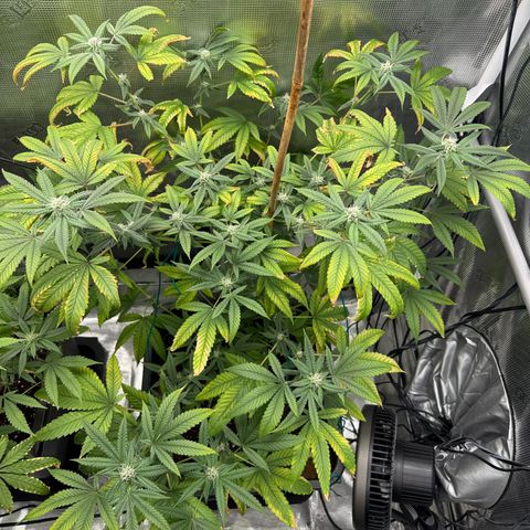 Chemdawg#1 growlog timeline photo