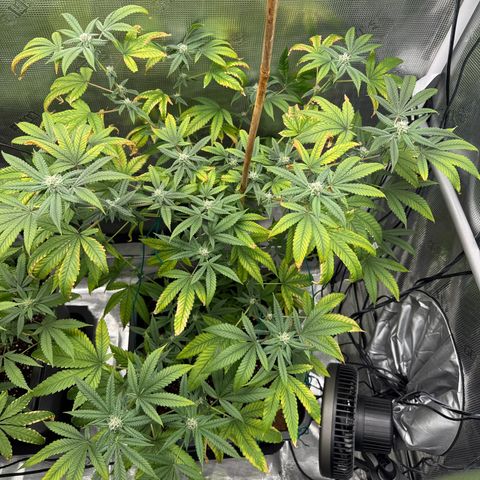 Chemdawg#1 growlog timeline photo