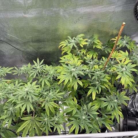 Chemdawg#2 growlog timeline photo