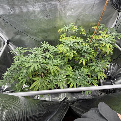 Chemdawg#2 growlog timeline photo