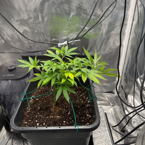 Vanilla Frosting #3 growlog photo: LST