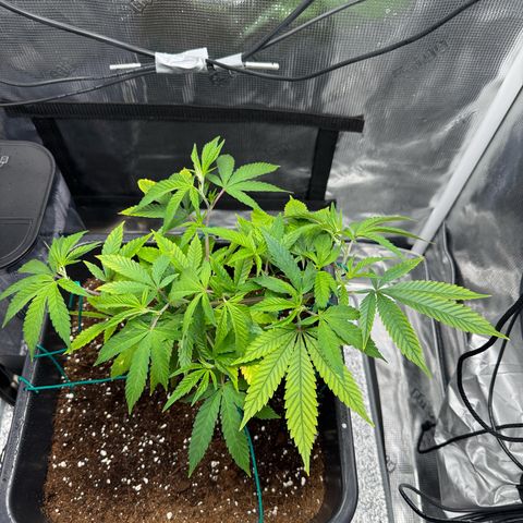 Vanilla Frosting #3 growlog timeline photo