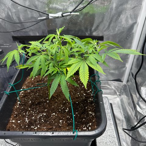 Vanilla Frosting #3 growlog timeline photo