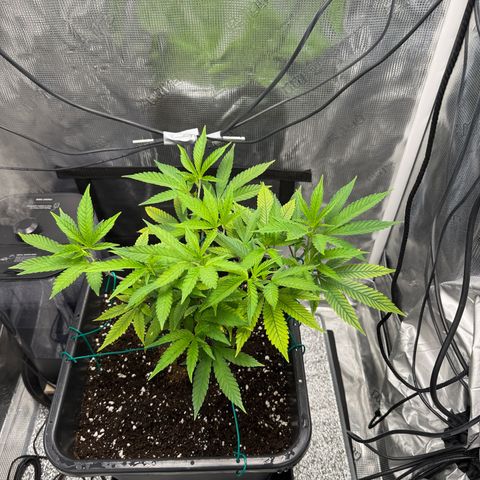 Vanilla Frosting #3 growlog timeline photo