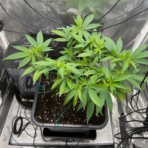 Vanilla Frosting #3 growlog timeline photo