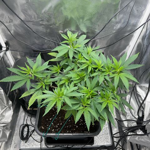 Vanilla Frosting #3 growlog timeline photo