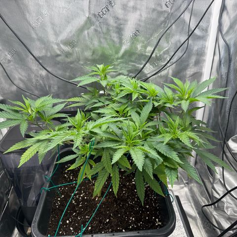 Vanilla Frosting #3 growlog timeline photo