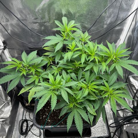 Vanilla Frosting #3 growlog timeline photo