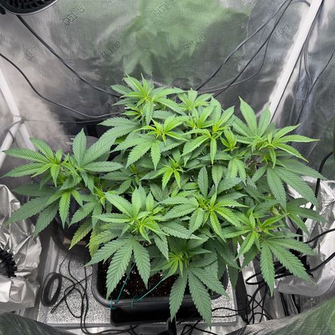 Vanilla Frosting #3 growlog timeline photo