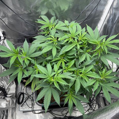 Vanilla Frosting #3 growlog photo: Late vegetation, she is looking healthy 😊