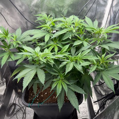 Vanilla Frosting #3 growlog photo: Late vegetation, she is looking healthy 😊