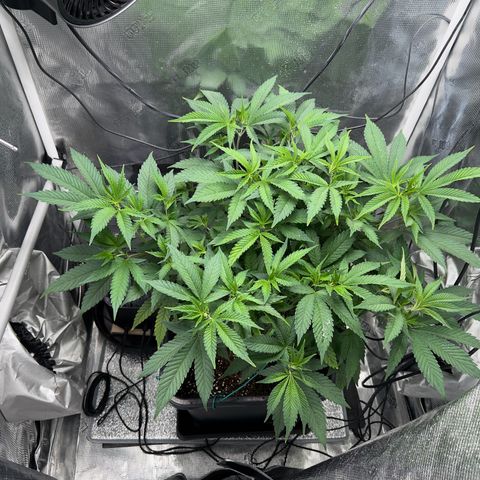 Vanilla Frosting #3 growlog timeline photo
