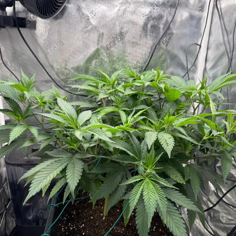 Vanilla Frosting #3 growlog timeline photo