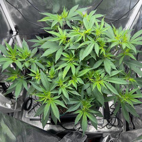 Vanilla Frosting #3 growlog timeline photo