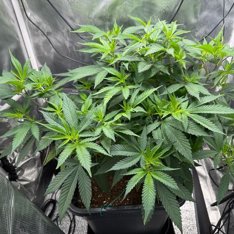 Vanilla Frosting #3 growlog timeline photo