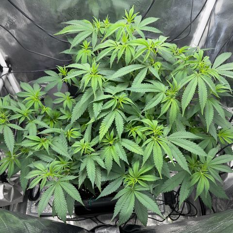 Vanilla Frosting #3 growlog timeline photo