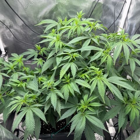 Vanilla Frosting #3 growlog timeline photo