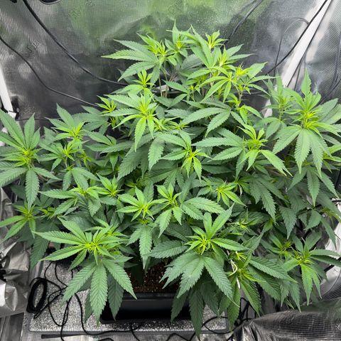Vanilla Frosting #3 growlog timeline photo