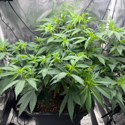 Vanilla Frosting #3 growlog timeline photo