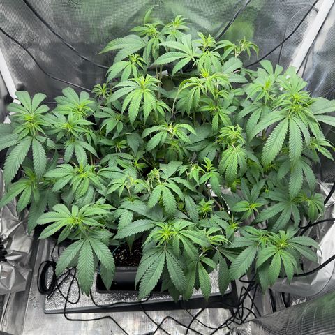 Vanilla Frosting #3 growlog timeline photo