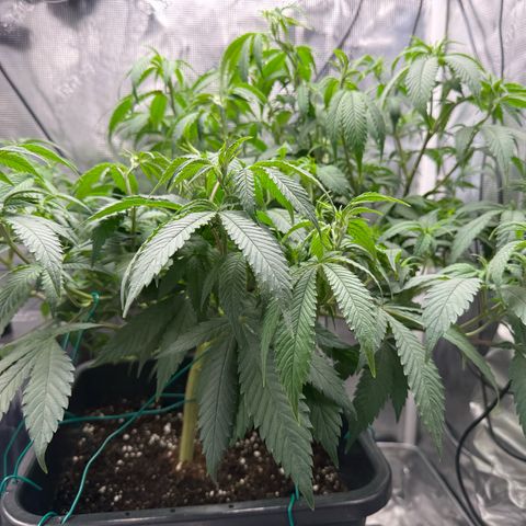 Vanilla Frosting #3 growlog timeline photo