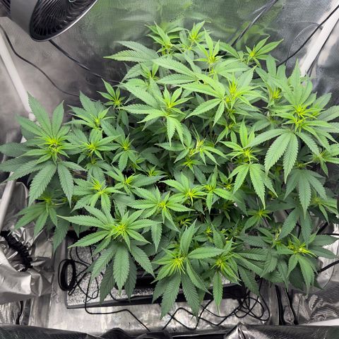 Vanilla Frosting #3 growlog timeline photo