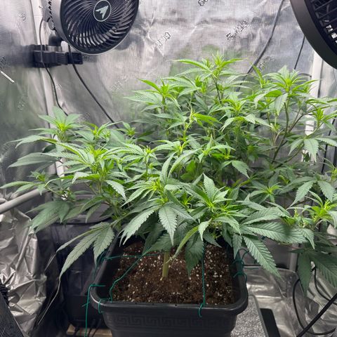 Vanilla Frosting #3 growlog timeline photo