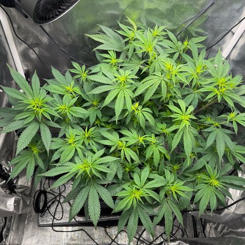Vanilla Frosting #3 growlog timeline photo