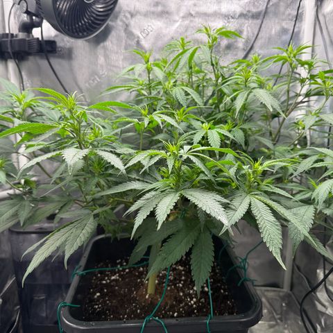 Vanilla Frosting #3 growlog timeline photo
