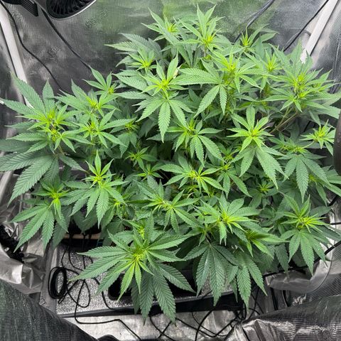 Vanilla Frosting #3 growlog timeline photo