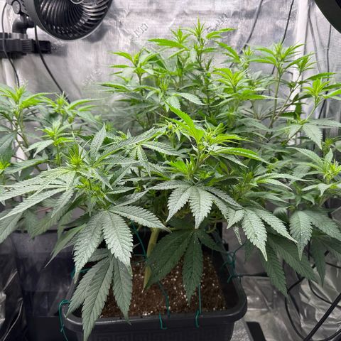 Vanilla Frosting #3 growlog timeline photo