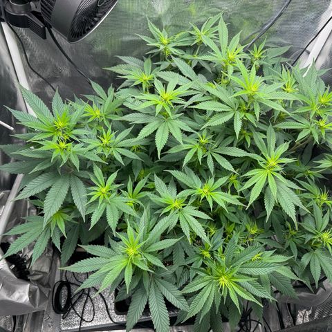 Vanilla Frosting #3 growlog timeline photo
