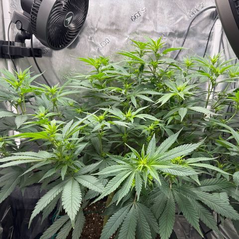 Vanilla Frosting #3 growlog timeline photo