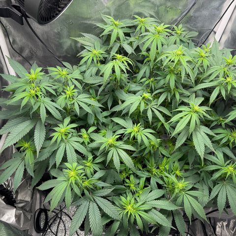 Vanilla Frosting #3 growlog timeline photo